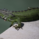 Illustration for article titled Viral Lizard That Fell From High Salad Reportedly Fine